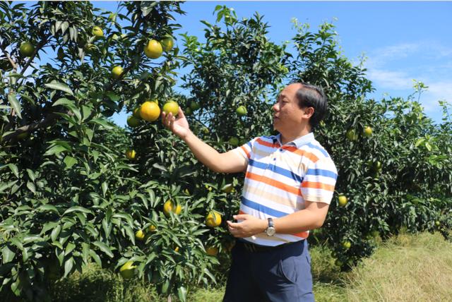 他可能是中國學歷最高“三霸”農(nóng)民卻回鄉(xiāng)種魏柑