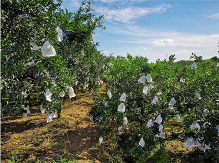 海歸博士回鄉創業種魏柑