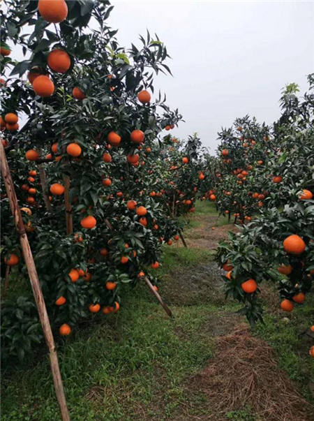 魏柑可能是這個(gè)季節(jié)最好吃的水果，90%的人都不知道