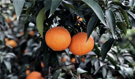 魏柑可能是這個(gè)季節(jié)最好吃的水果，90%的人都不知道